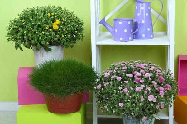 Flowers in pots with color boxes on shelves on wall background — Stock Photo, Image