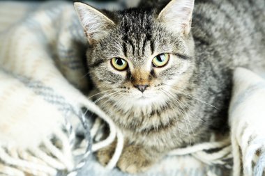 ekose yakın çekim kedi