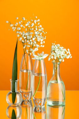 Turuncu zemin üzerine çeşitli Cam kaplarda bitkiler