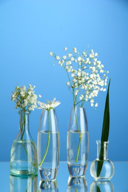 mavi zemin üzerine çeşitli Cam kaplarda bitkiler