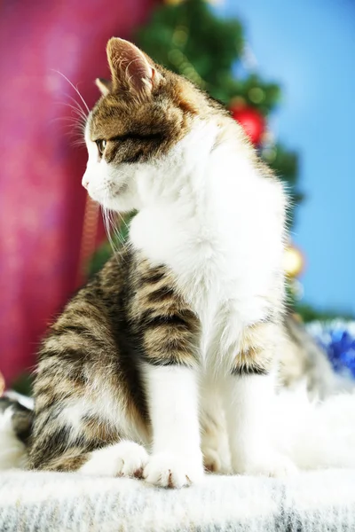 Katze auf Plaid auf Christbaumhintergrund — Stockfoto