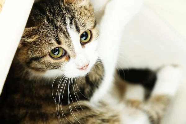 Gatto sul cestino primo piano — Foto Stock