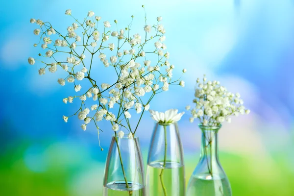 Plants in various glass containers on natural background — Stock Photo, Image