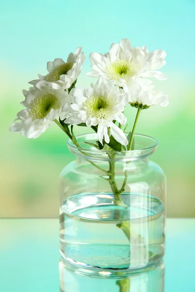 Flowers in bank on natural background — Stock Photo, Image