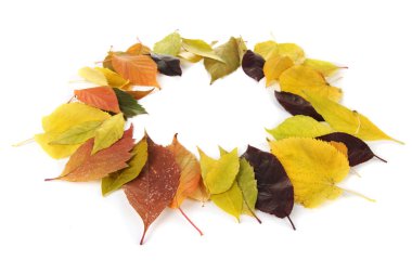 güzel sonbahar yaprakları üzerinde beyaz izole