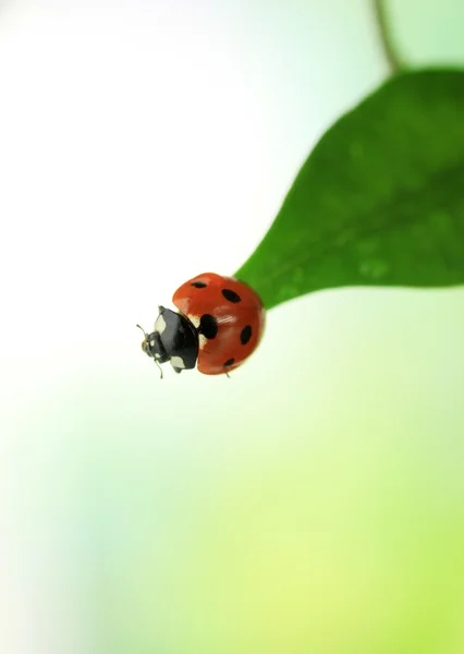 Belle coccinelle sur feuille verte — Photo