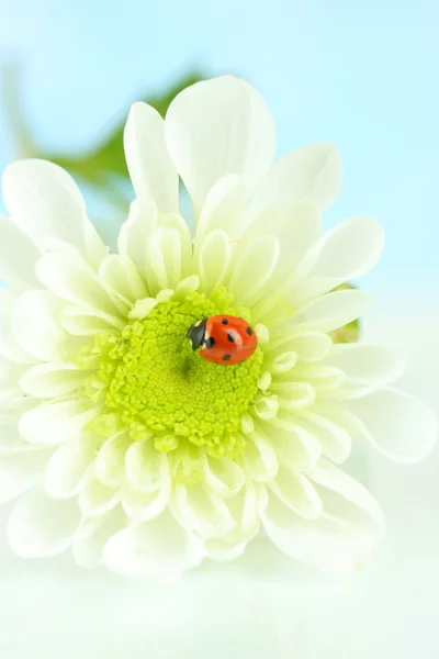 Beautiful ladybird on flower, close up — Stock Photo, Image