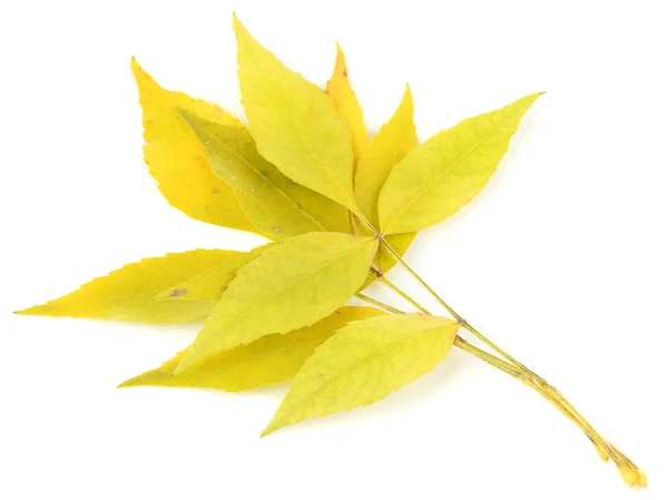 Прекрасні осінні листя ізольовані на білому — стокове фото
