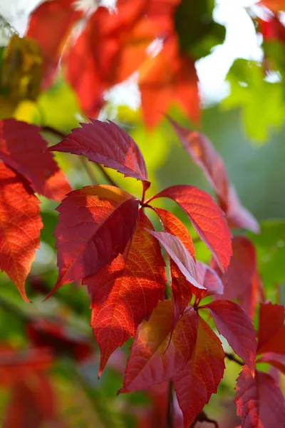 Foglie rosse su sfondo luminoso — Foto Stock