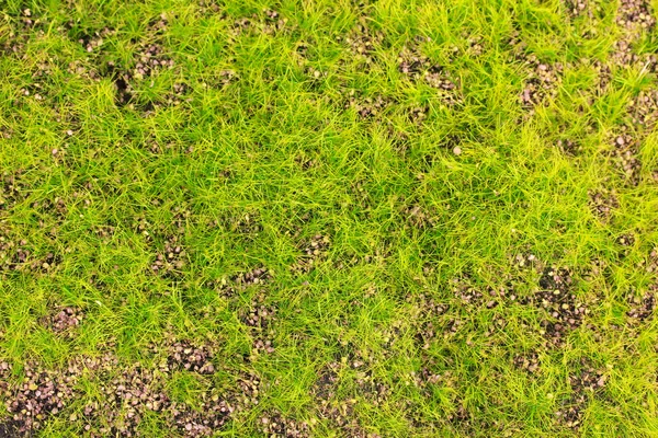 Green moss close up — Stock Photo, Image