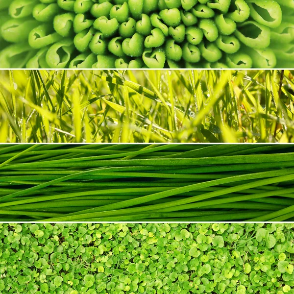 Collage d'herbe verte et de feuilles . — Photo