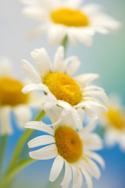 güzel vahşi camomiles, açık havada