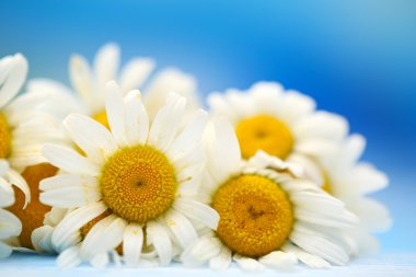 mavi arka plan üzerinde güzel vahşi camomiles