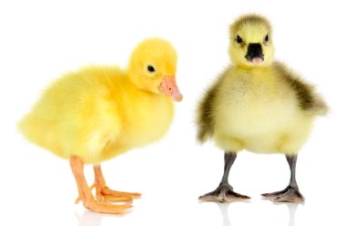 beyaz izole küçük ördek yavrusu