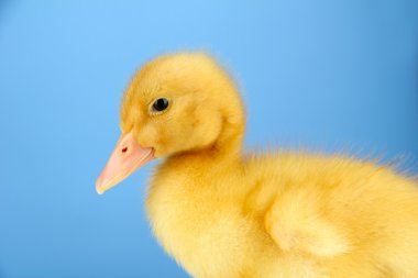 mavi arka plan üzerinde sevimli ördek yavrusu