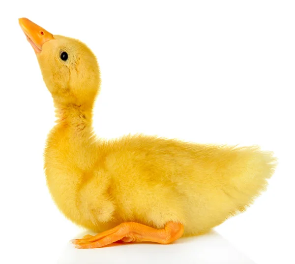 Cute duckling, isolated on white — Stock Photo, Image