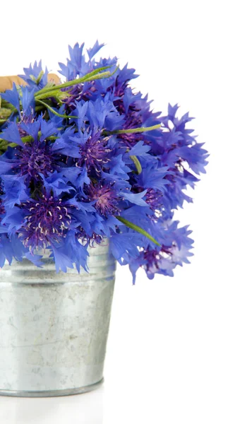 Bouquet de bleuets en seau, isolé sur blanc — Photo