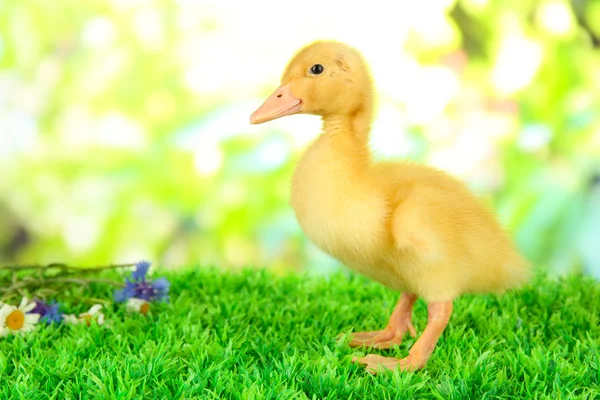 Parlak zemin üzerine yeşil çimenlerin üzerinde sevimli ördek yavrusu — Stok fotoğraf