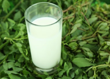 çimenlerin üzerinde süt