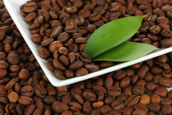 Kaffeebohnen auf dem Teller in Großaufnahme — Stockfoto