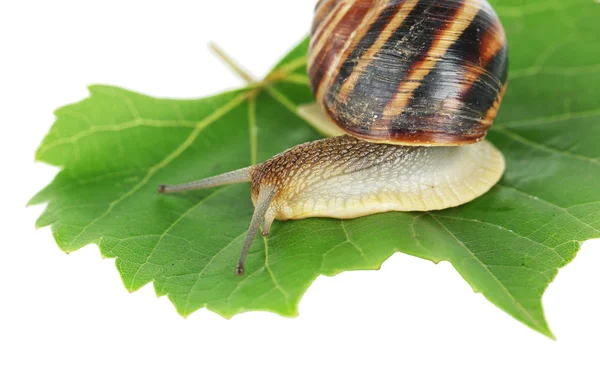 Caracol sobre hoja aislada sobre blanco — Foto de Stock