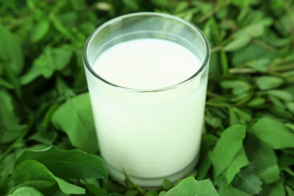 Vaso de leche sobre hierba — Foto de Stock