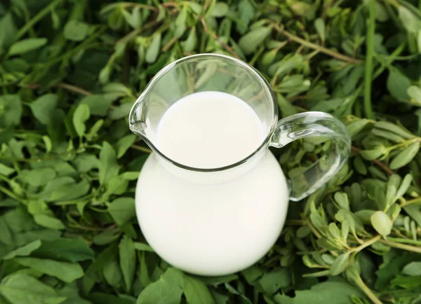 Молоко на траві — стокове фото