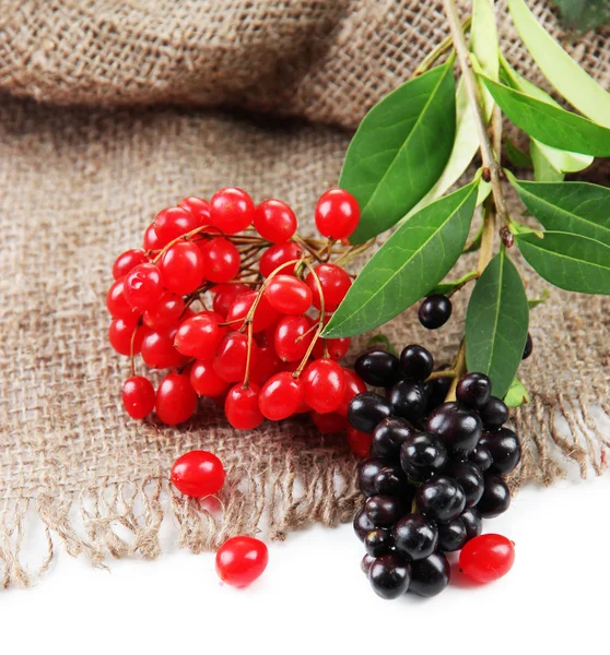 Wild black and red berries with leaves, isolated on white — Stock Photo, Image