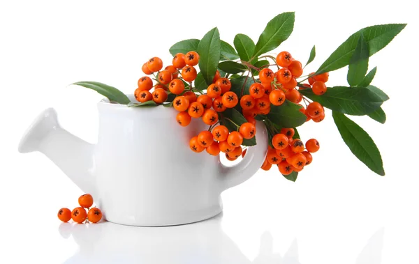 Pyracantha Vuurdoorn oranje bessen met groene bladeren, in vaas geïsoleerd op wit — Stockfoto