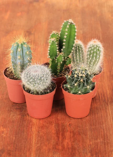 Collection of cactuses on wooden background — Stock Photo, Image