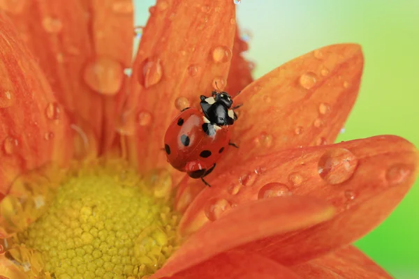 Vackra nyckelpiga på blomma, närbild — Stockfoto