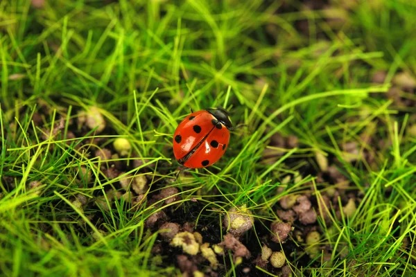 Beautiful ladybird on green moss, close up — Stock Photo, Image