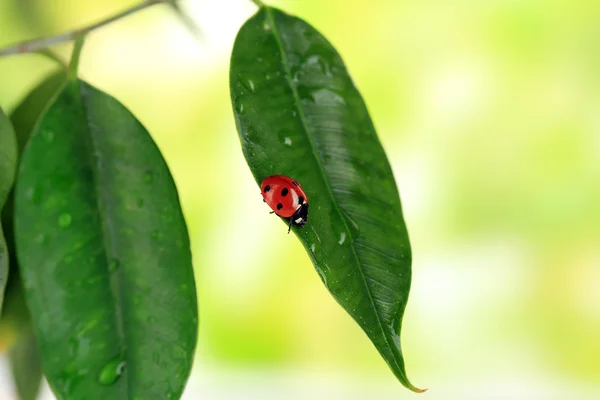 Beautiful ladybird on green plant — Stock Photo, Image