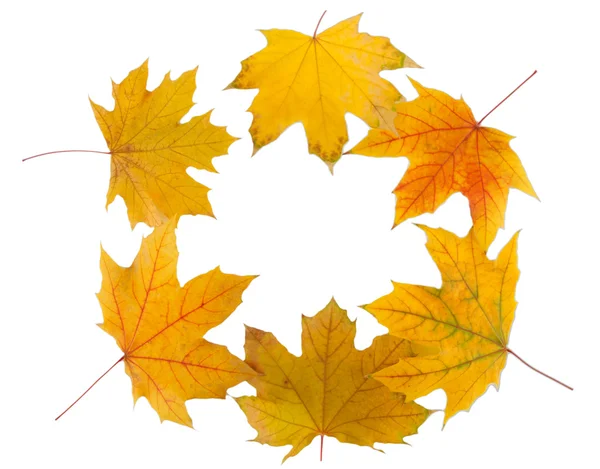 Sarı akçaağaç yaprakları üzerinde beyaz izole