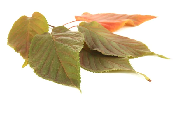 Belle foglie autunnali isolate su bianco — Foto Stock