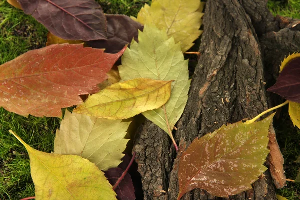 Hermosas hojas de otoño con corteza sobre fondo de musgo — Foto de Stock