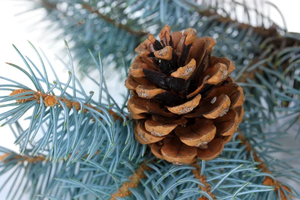 Bonitos cones de pinheiro close-up — Fotografia de Stock