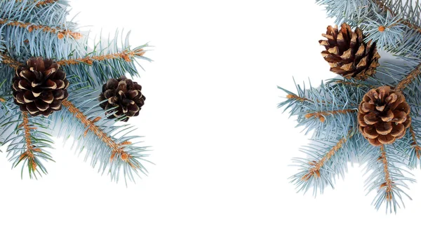 Beautiful pine cones isolated on white — Stock Photo, Image