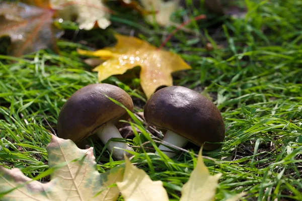 Maple leaves and mushrooms in park, close-up — Stock Photo, Image