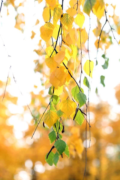 Zelené a žluté listí na světlé pozadí — Stock fotografie