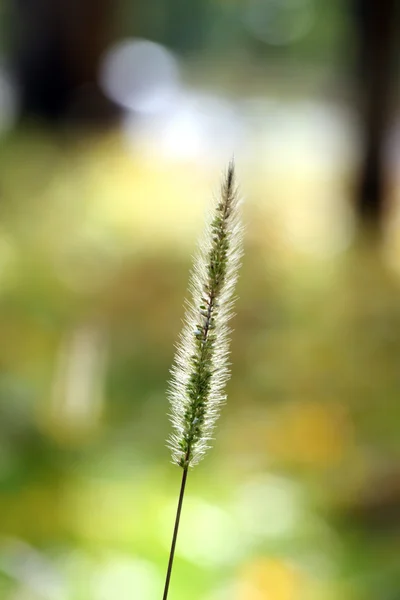 Fundo outonal — Fotografia de Stock