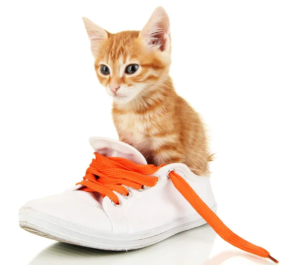 Cute little red kitten in shoes isolated on white — Stock Photo, Image