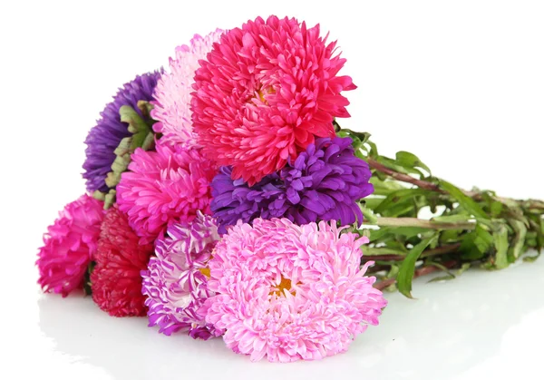 Heldere aster bloemen, geïsoleerd op wit — Stockfoto