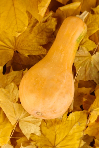 Calabazas maduras sobre hojas amarillas de otoño de cerca —  Fotos de Stock