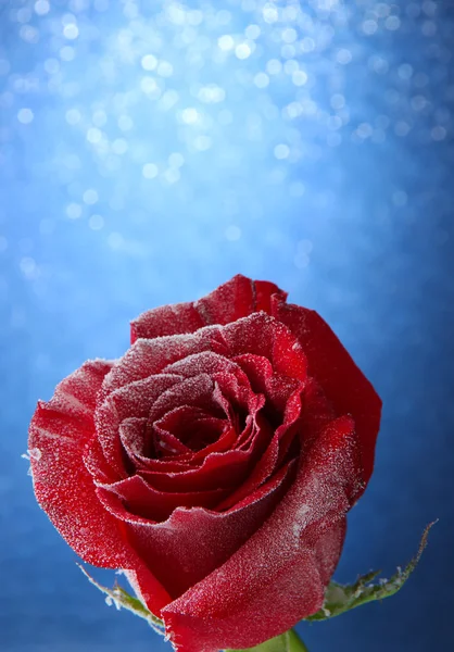 青色の背景に雪の中で赤いバラ — ストック写真