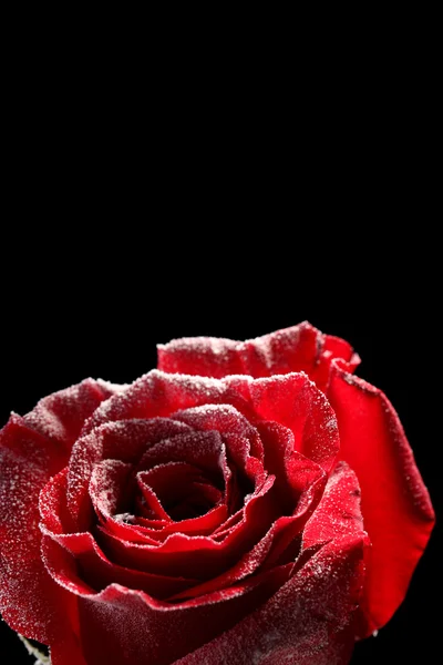 Rosa vermelha no gelo, isolada no preto — Fotografia de Stock