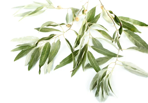 Olive branch isolated on white — Stock Photo, Image