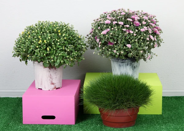 Flowers in pots with boxes on grass on grey background — Stock Photo, Image