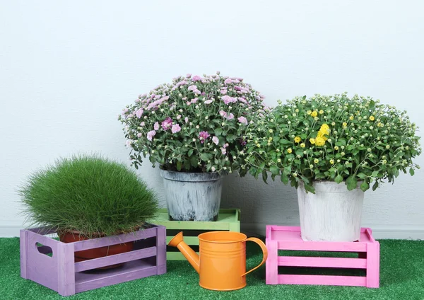 Blumen in Töpfen mit Kästen und Gießkanne auf Gras auf grauem Hintergrund — Stockfoto