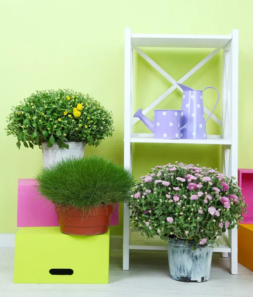 Flowers in pots with color boxes on shelves on wall background — Stock Photo, Image